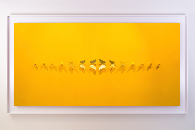 Metamorphosis Yellow by Samuel Dejong