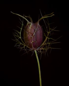 Nigella damascena by Ron van Dongen