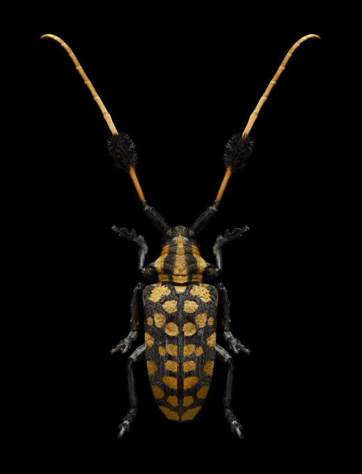 Bug III by Edo Kars