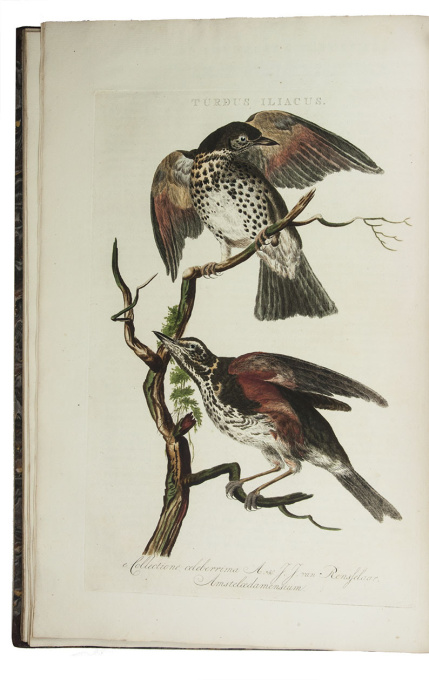 Famous work on birds in the Netherlands, with 250 hand-coloured plates by Cornelis Nozeman