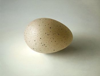Big Eurasian Coot egg by Olav Cleofas van Overbeek