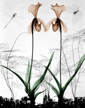 Orchids  by Arie van 't Riet