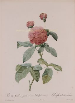 French rose  by Pierre-Joseph Redoute