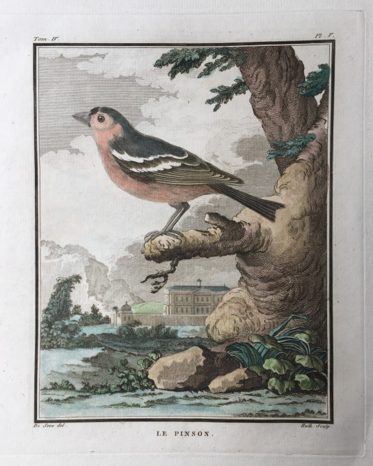 L'histoire naturelle des oiseaux: 20 engravings depicting birds by Georges-Louis Leclerc, Comte de Buffon