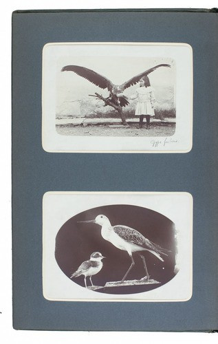 Photographic platinum prints of falcons, owls, eagles, vultures and more from Tunisia and elsewhere by Various artists
