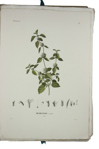 Botanical part of Ehrenberg's great "Symbolae physicae" by Christian Gottfried Ehrenberg