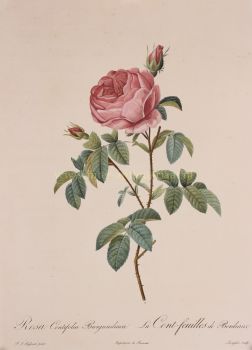 Hundred petalled Burgundy rose  by Pierre-Joseph Redoute