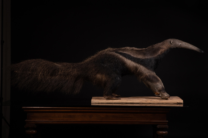 1981 Giant Anteater (Myrmecophaga tridactyla) mounted by Mr.Monin taxidermist Zoo des Bruniaux, Cites II/B: documentation of origin available. by Unbekannter Künstler
