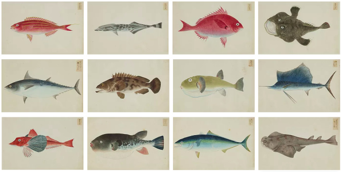 An extremely rare collection of twenty-four paintings of fish by Artista Sconosciuto