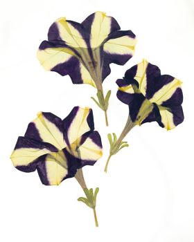 Petunia x hybrida 'Phantom' by Ron van Dongen