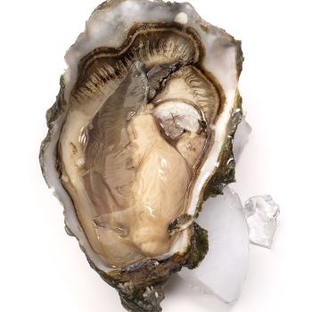 Oyster by Ursula van de Bunte