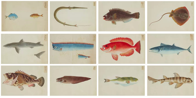 An extremely rare collection of twenty-four paintings of fish by Artista Desconocido
