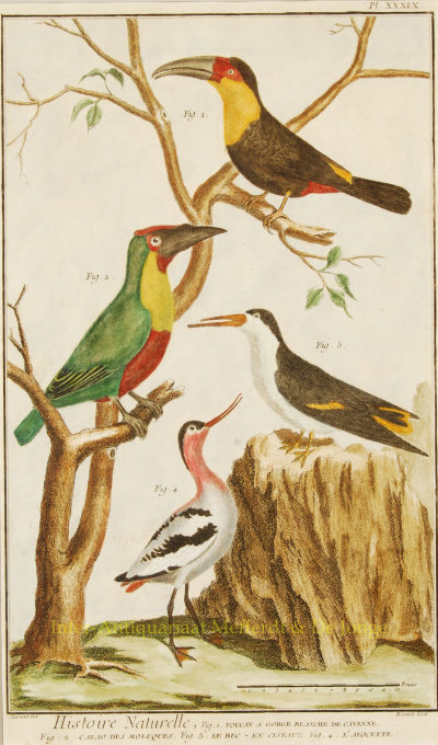 Exotische vogels uit Encyclopedie de Diderot et d'Alembert  by John Guida