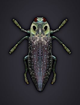 Bug I  by Edo Kars