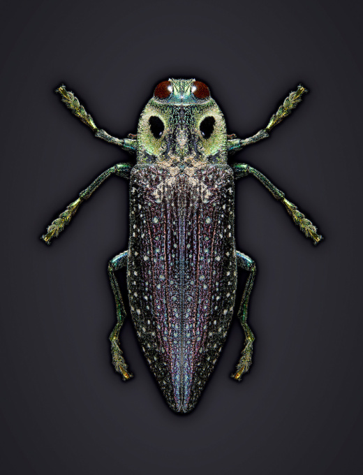 Bug I  by Edo Kars