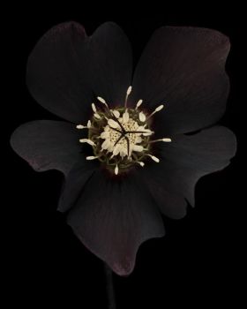 Helleborus x hybridus 'Odile' by Ron van Dongen