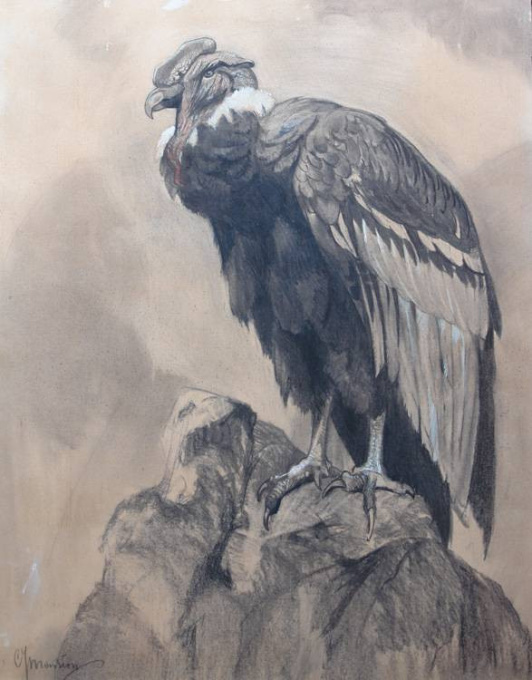 Condor by C.J. Mension